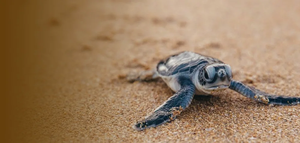 Tortuga marina recién nacida sobre la arena